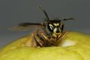 0427 Dying Common Wasp (Vespula vulgaris) on Apple